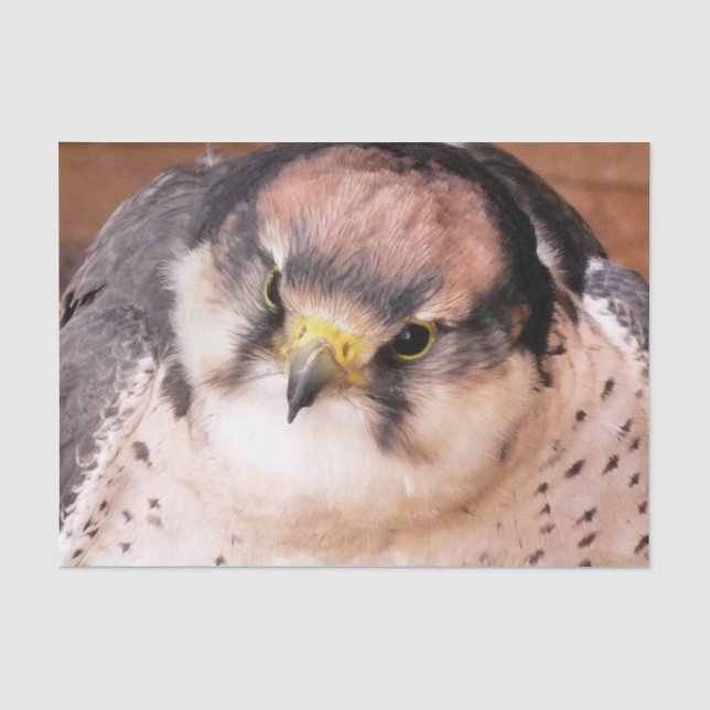 PAPEL DE SEDA AVE DE PREY FALCON (Anverso)