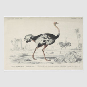 Papel De Seda Ave Ephemera Decoupage Ostrich francés