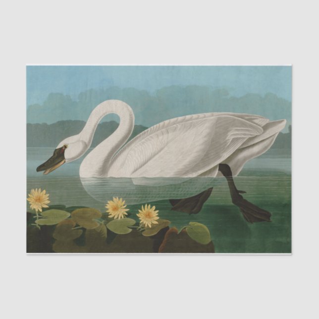 Papel De Seda Aves de cisne comunes de Estados Unidos Audubon (Anverso)