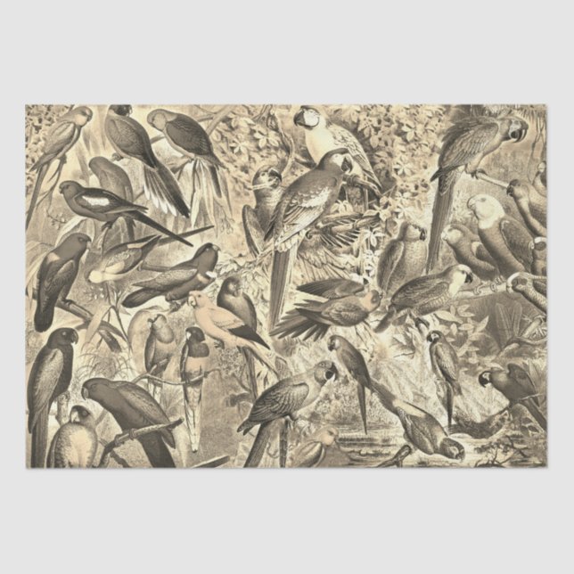 Papel De Seda Aves tropicales de época loros desconchan beige (Anverso)