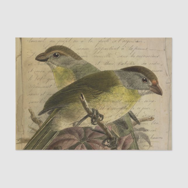 Papel De Seda Aves y guión de la efemera (Anverso)