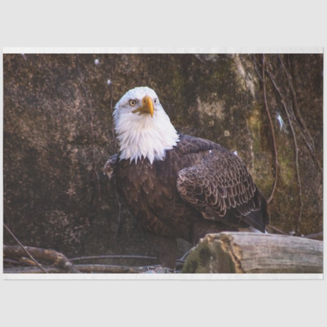 Papel De Seda Bald Eagle (Anverso)