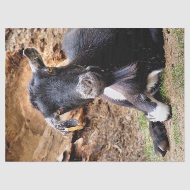 PAPEL DE SEDA BARBA PEQUEÑO (Anverso)