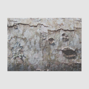 Papel De Seda Barquilla de árbol de arce joven 0041