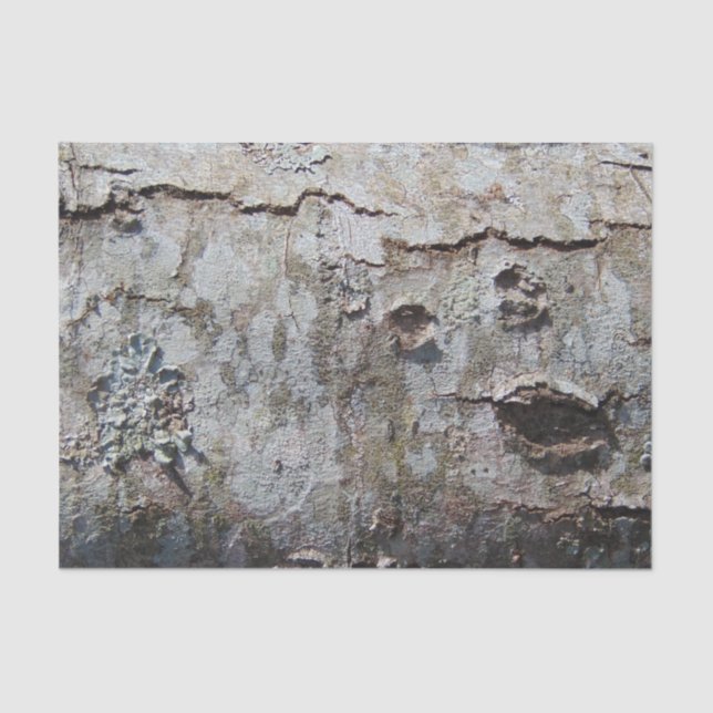 Papel De Seda Barquilla de árbol de arce joven 0041 (Anverso)