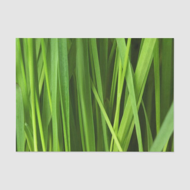 Papel De Seda Barras de hierba (Anverso)
