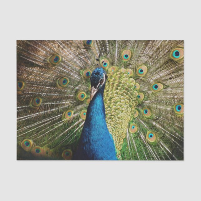 Papel De Seda Bashful Peacock (Anverso)