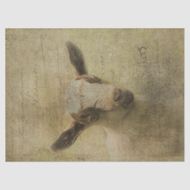 Papel De Seda Bebé de cabra (Anverso)