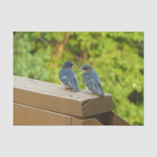 Papel De Seda Bebé Traga fotografías de aves naturales
