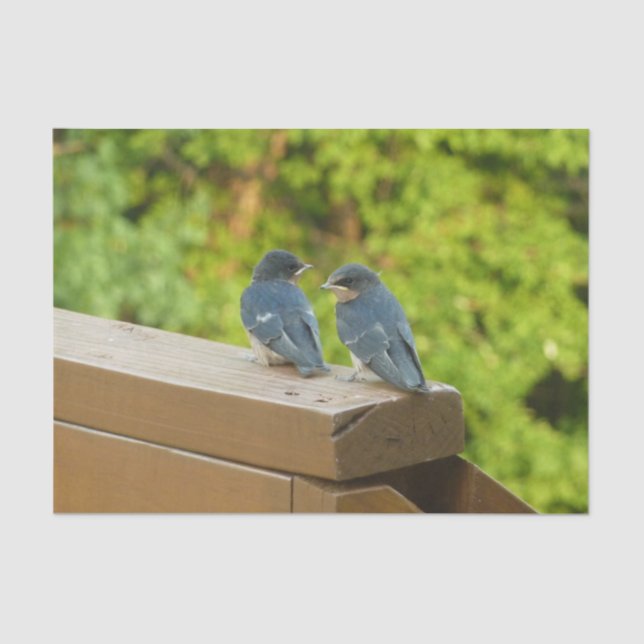 Papel De Seda Bebé Traga fotografías de aves naturales (Anverso)