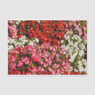 Papel De Seda Begonias de cera colorida