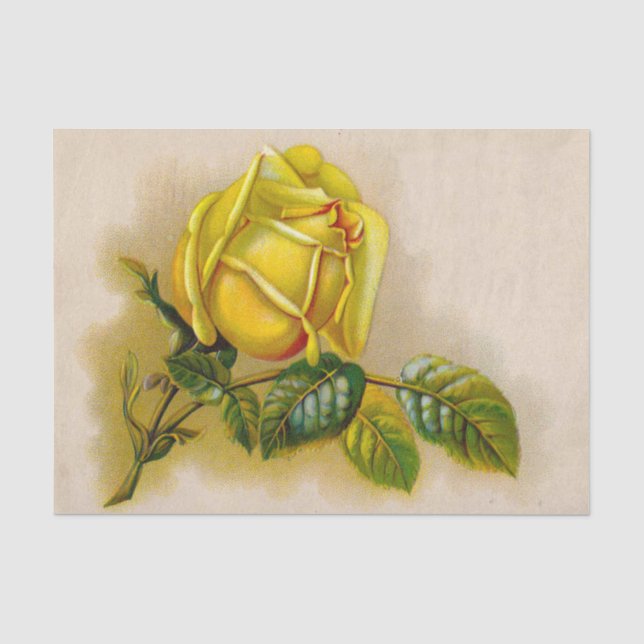 Papel De Seda Bella Artes de impresión amarilla rosa antigua (Anverso)