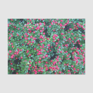 Papel De Seda Bellas rojas
