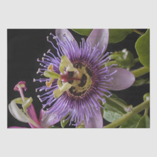 Papel De Seda Belleza enigmática: la flor de pasión púrpura