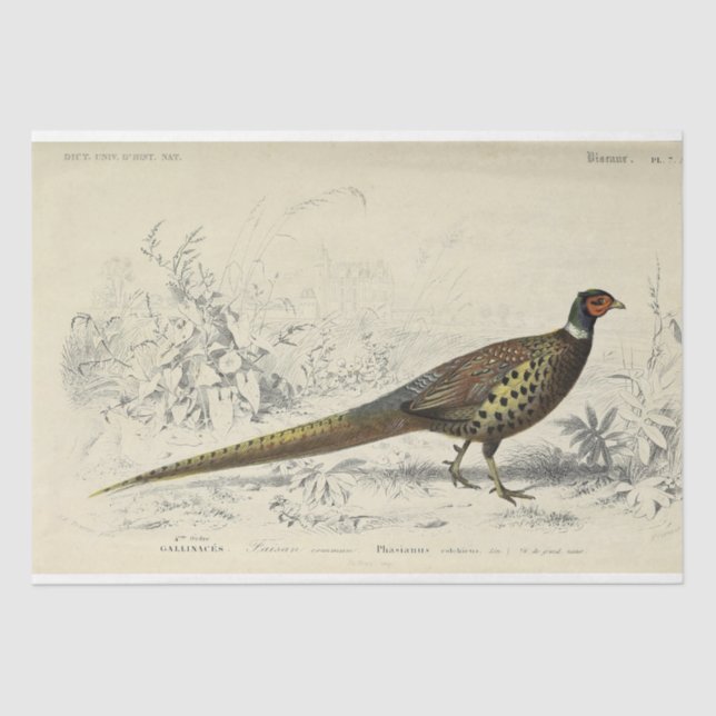 Papel De Seda Bird Ephemera Decoupage Francesa (Anverso)