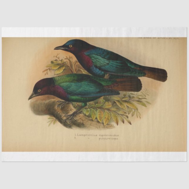 Papel De Seda Bird Ephemera Decoupage Purple Verde azulado (Anverso)