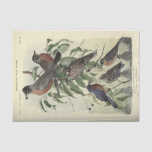 Papel De Seda Bird Ephemera Decoupage Robbin