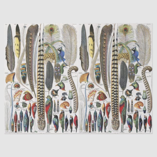 Papel De Seda Bird Feather Wildlife Antique Feathers Art Nouveau (Anverso)