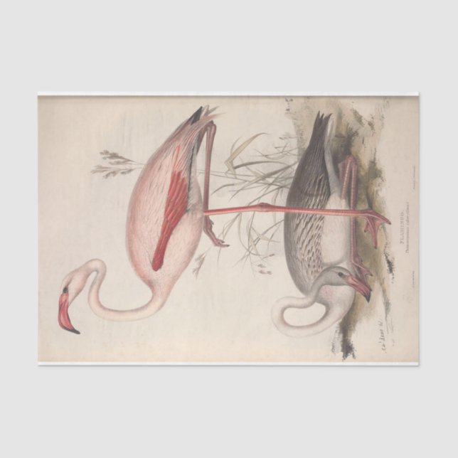 Papel De Seda Bird Flamingo Ephemera Decoupage (Anverso)