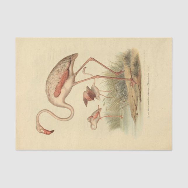 Papel De Seda Bird Flamingo Ephemera Decoupage (Anverso)