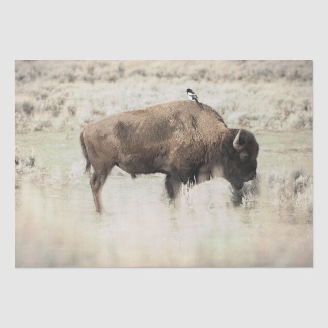 Papel De Seda Bisonte de Yellowstone con Ave (Anverso)