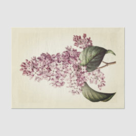 Papel De Seda Blossom de lino púrpura botánico antiguo