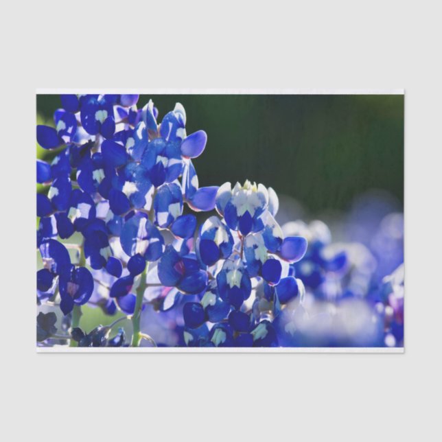 Papel De Seda Bluebonnet (Anverso)