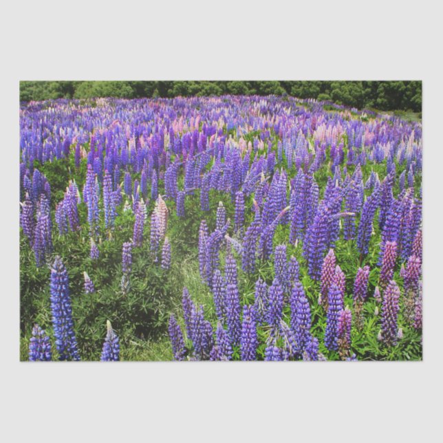 Papel De Seda Bluebonnets Blue Floral Texas Texan Elegant (Anverso)