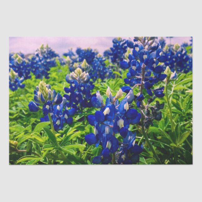 Papel De Seda Bluebonnets Blue Floral Texas Texan Elegant (Anverso)