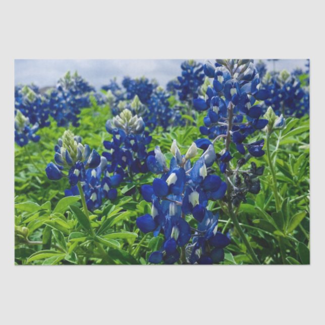 Papel De Seda Bluebonnets Blue Floral Texas Texan Elegant (Anverso)