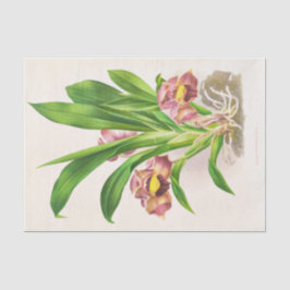 Papel De Seda Bollea Pulmivaris (Orquídea) de Jean Jules Linden