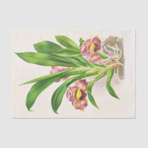 Papel De Seda Bollea Pulmivaris (Orquídea) de Jean Jules Linden