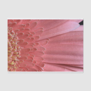 Papel De Seda Bonito Coral Pink Gerbera Daisy