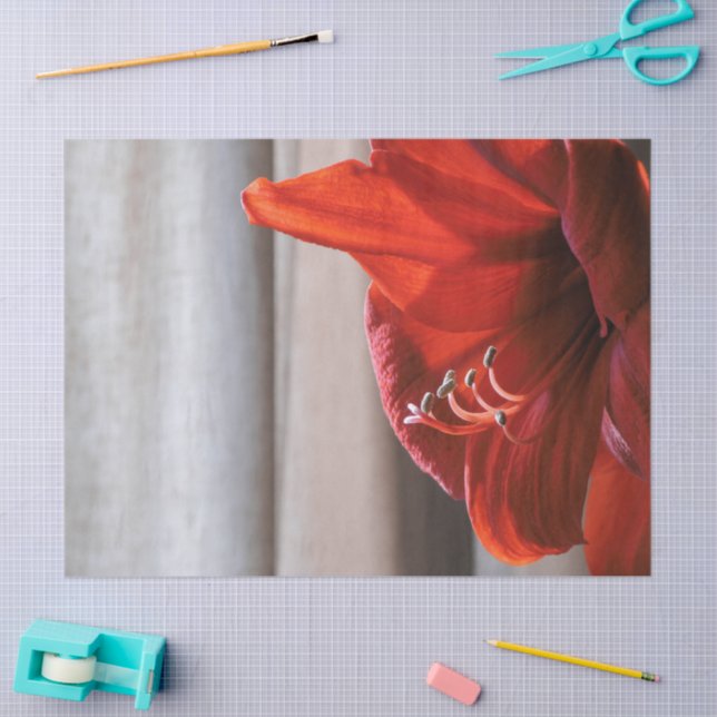 Papel De Seda Bonito León Rojo Amaryllis Flower Photo (Artesanía)
