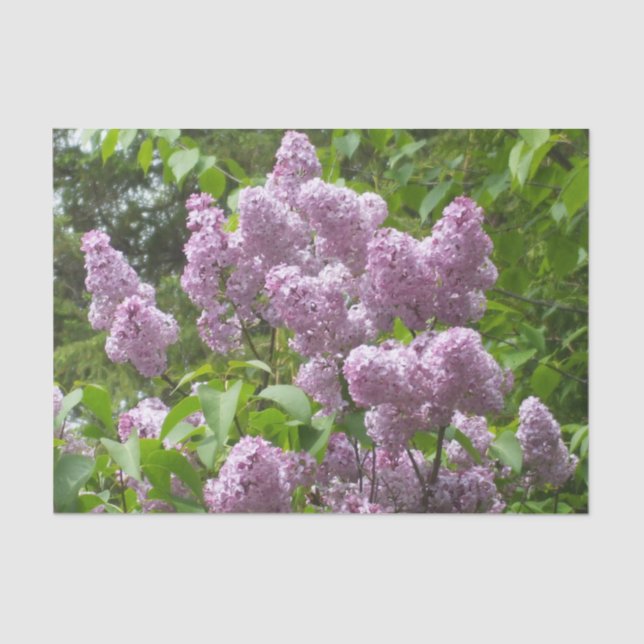Papel De Seda Bonito Lilac Bush (Anverso)
