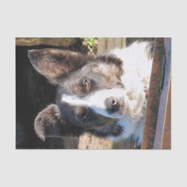 PAPEL DE SEDA BORDER COLLIE (Anverso)