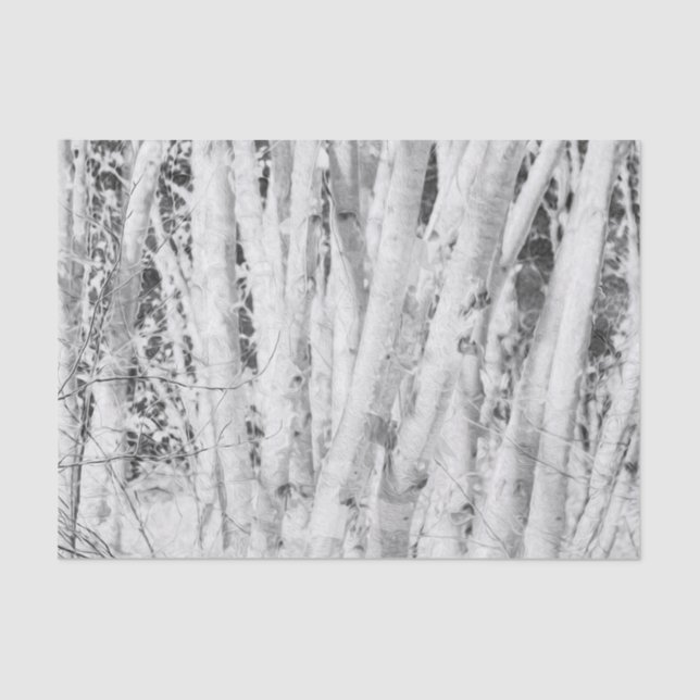 Papel De Seda Bosque Abedules Blancos Y Negros (Anverso)