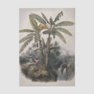 Papel De Seda Bosque de árboles plásticos tropicales antiguos   