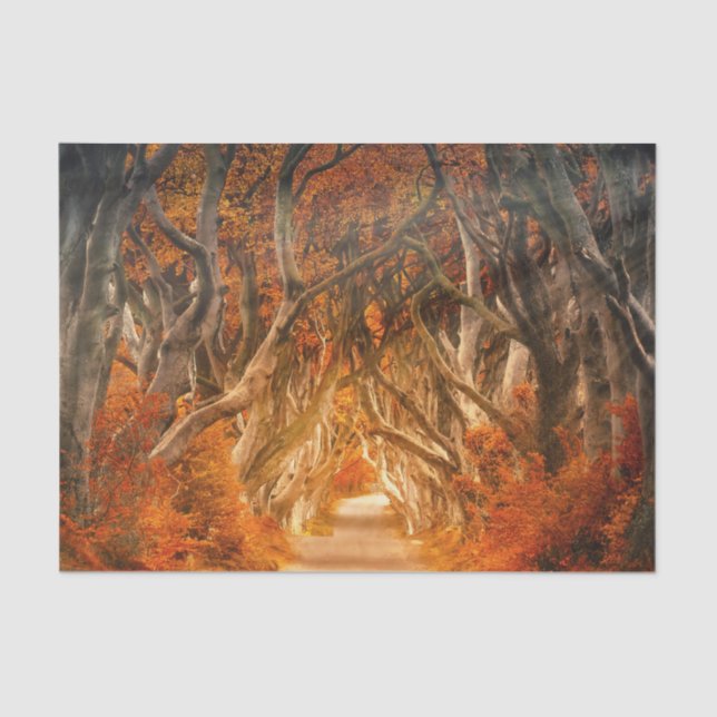 Papel De Seda Bosque de arce de otoño (Anverso)