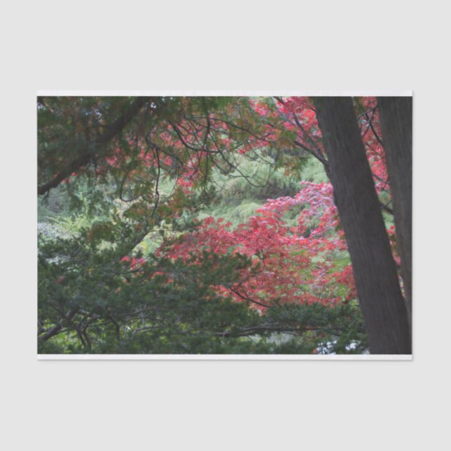 Papel De Seda Bosque de otoño (Anverso)