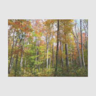 Papel De Seda Bosque de otoño I Fotografía de paisaje de otoño