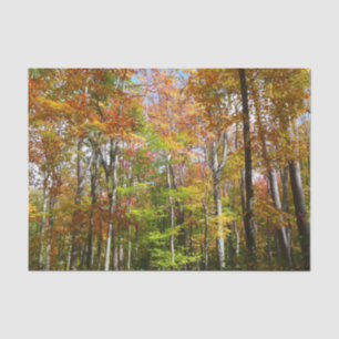 Papel De Seda Bosque de Otoño II Fotografía de paisaje otoñal