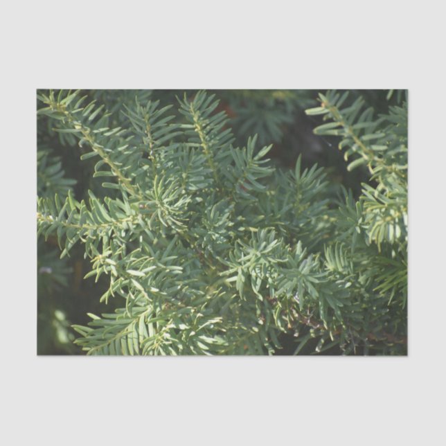 Papel De Seda Bosque de Pino (Anverso)