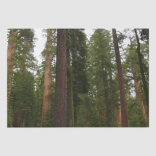 Papel De Seda Bosque Mariposa en el Parque Nacional Yosemite
