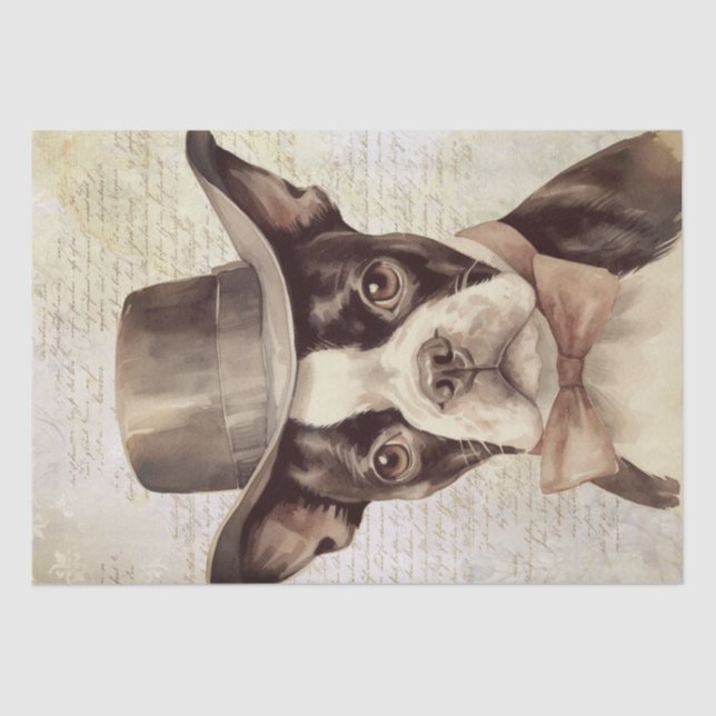 Papel De Seda Boston Terrier con la cosecha Gorra (Anverso)
