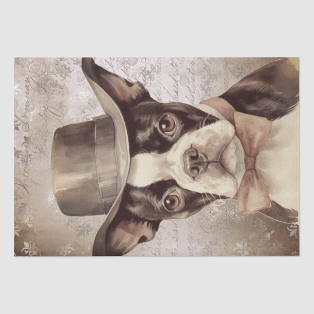 Papel De Seda Boston Terrier con la cosecha Gorra (Anverso)