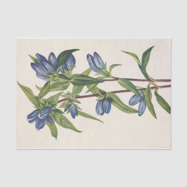 Papel De Seda Botella Gentiana de Mary Vaux Walcott (Anverso)