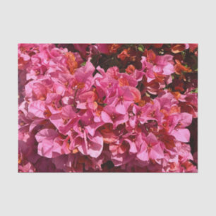 Papel De Seda Bougainvillea Pink Tropical Vining Shrub Foto