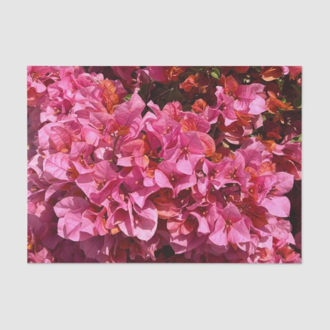 Papel De Seda Bougainvillea Pink Tropical Vining Shrub Foto (Anverso)