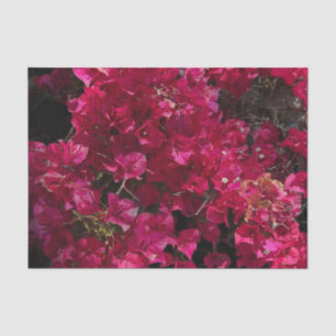 Papel De Seda Bougainvillea Red Tropical Vining Shrub Foto